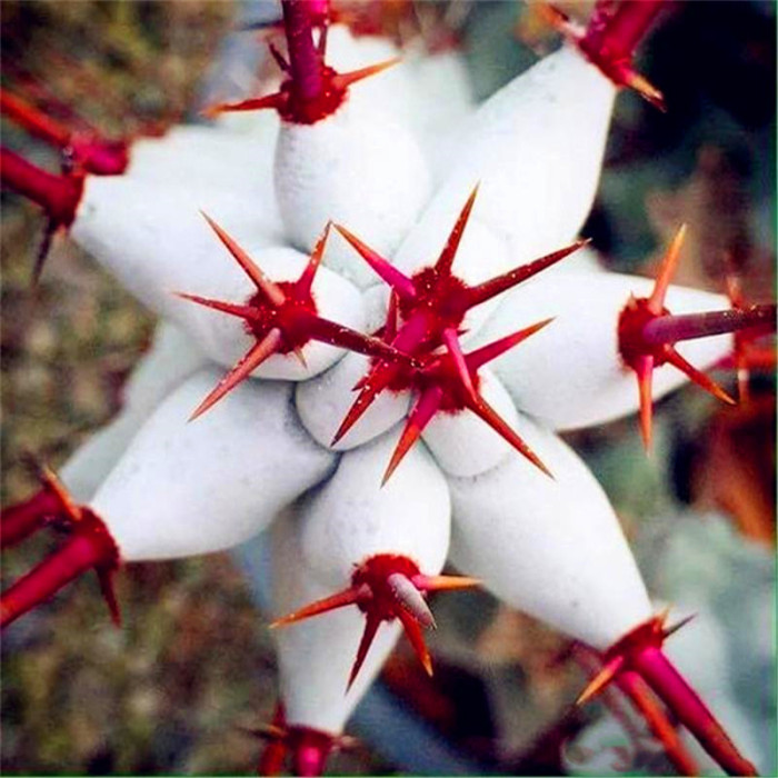 50Pcs Succulent Plants Seeds Garden Nature Euphorbia Obesa Plants Home Rare Cactus Flower Essence Lip Mask VE-29