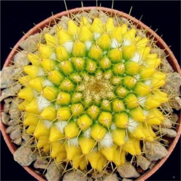 50Pcs Succulent Plants Seeds Garden Nature Euphorbia Obesa Plants Home Rare Cactus Flower Essence Lip Mask VE-29
