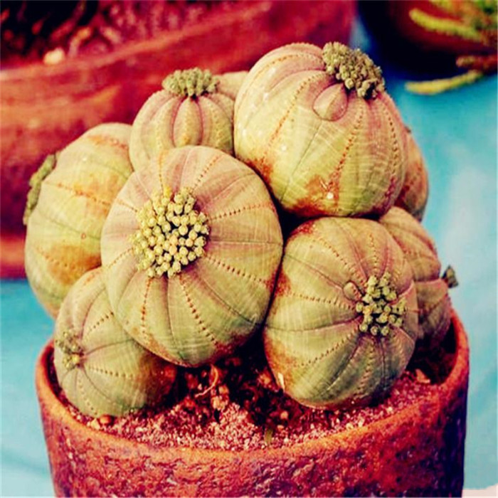 50Pcs Succulent Plants Seeds Garden Nature Euphorbia Obesa Plants Home Rare Cactus Flower Essence Lip Mask VE-29