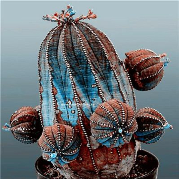 50Pcs Succulent Plants Seeds Garden Nature Euphorbia Obesa Plants Home Rare Cactus Flower Essence Lip Mask VE-29