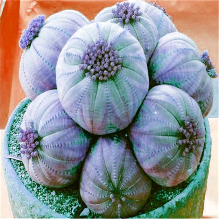 50Pcs Succulent Plants Seeds Garden Nature Euphorbia Obesa Plants Home Rare Cactus Flower Essence Lip Mask VE-29