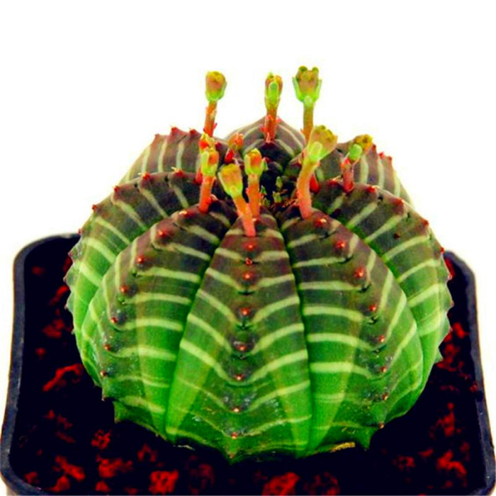 50Pcs Succulent Plants Seeds Garden Nature Euphorbia Obesa Plants Home Rare Cactus Flower Essence Lip Mask VE-29