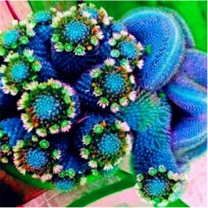 50Pcs Succulent Plants Seeds Garden Nature Euphorbia Obesa Plants Home Rare Cactus Flower Essence Lip Mask VE-29