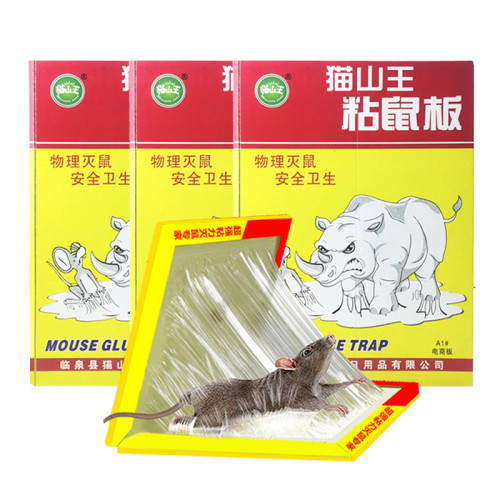 កាវចាប់កណ្តុរ