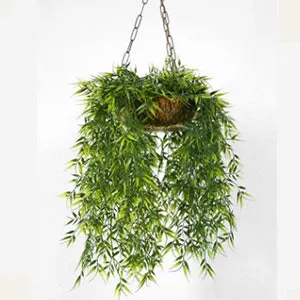 SUMMER SAVORY