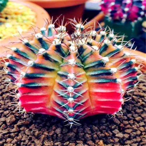 50Pcs Succulent Plants Seeds Garden Nature Euphorbia Obesa Plants Home Rare Cactus Flower Essence Lip Mask VE-29